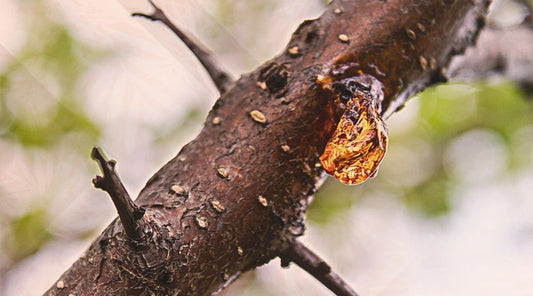how to get sap out of hair