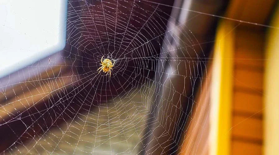 Natural Spider Repellent
